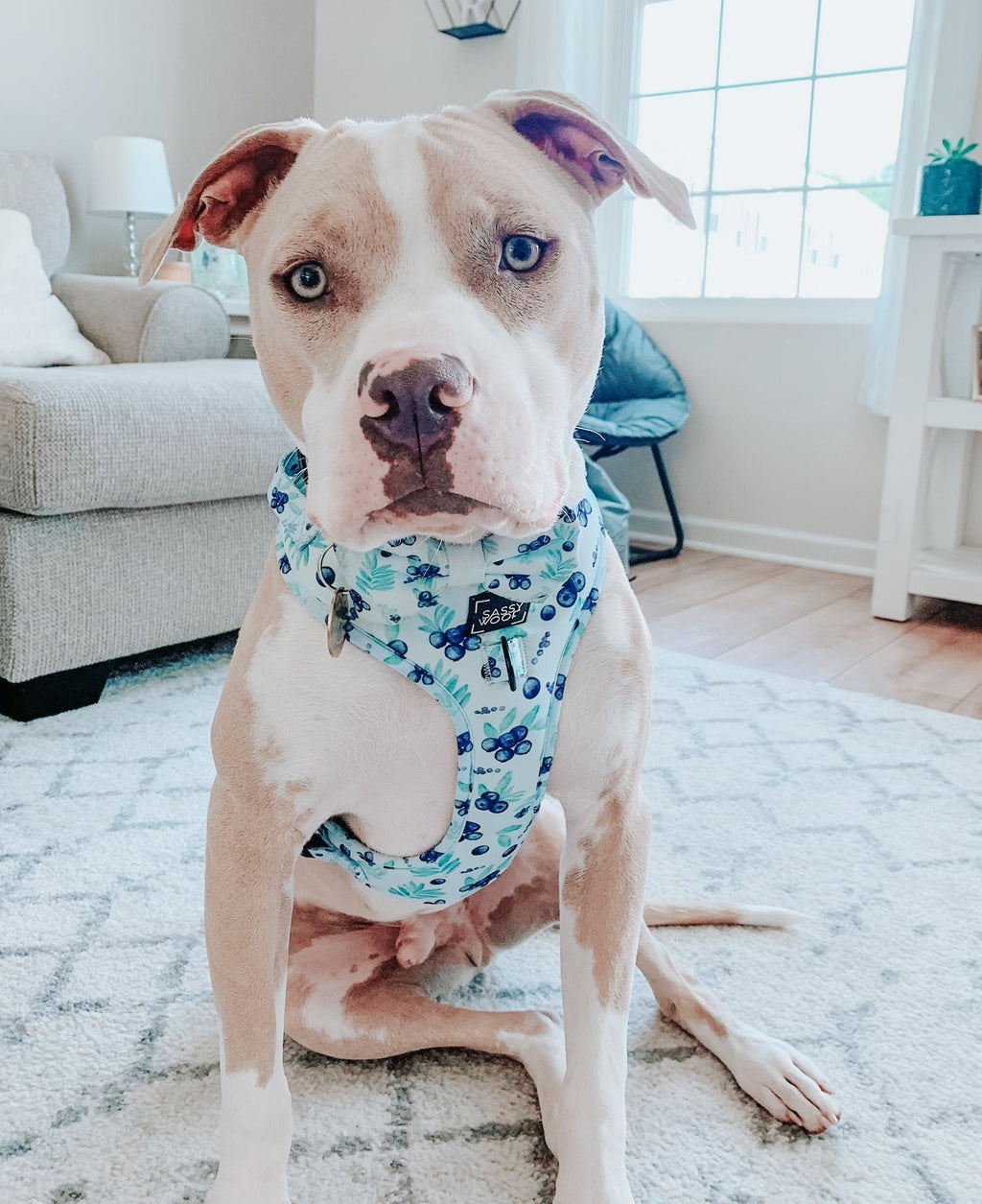 Dog Adjustable Harness - Berry Sassy