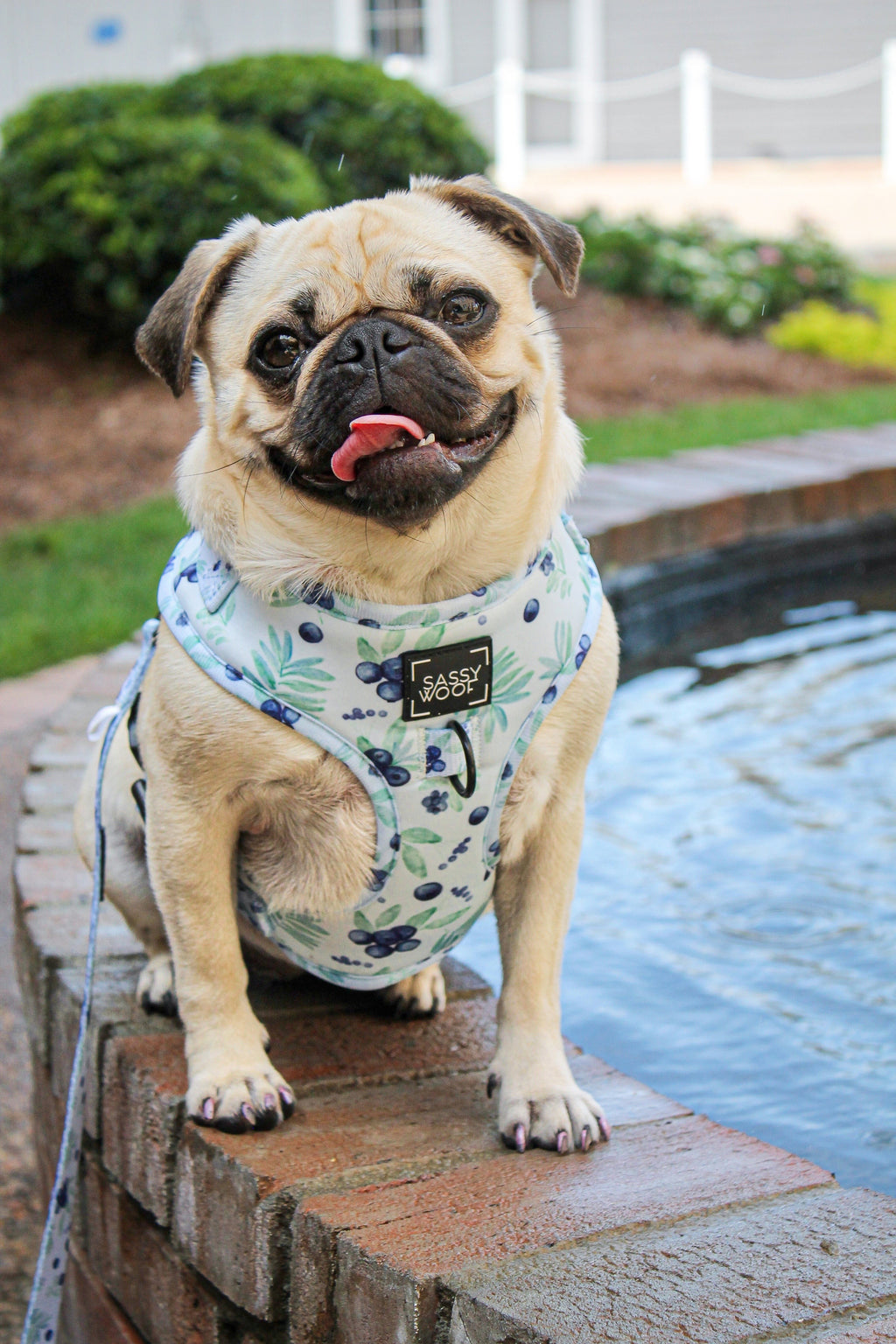 Dog Adjustable Harness - Berry Sassy