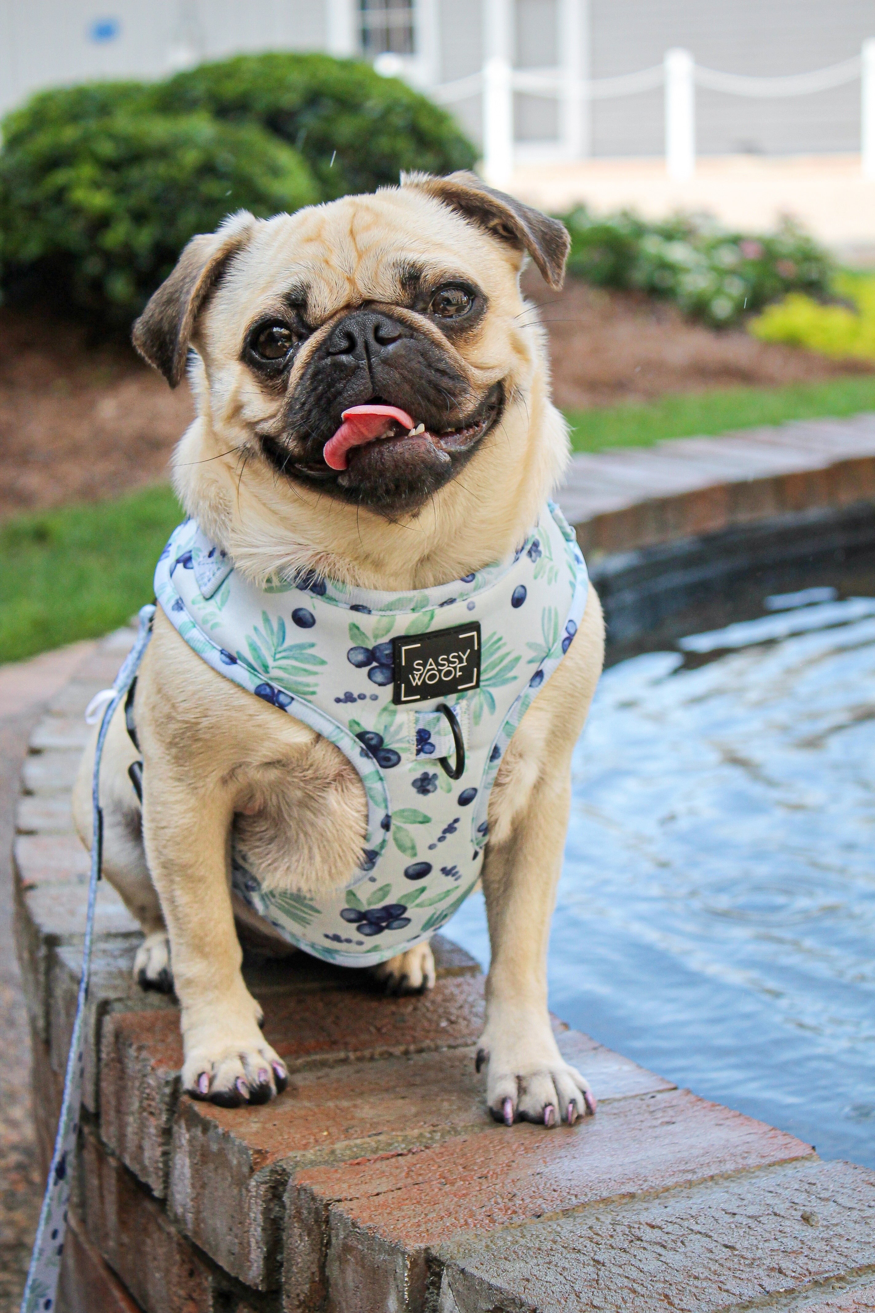 Dog Adjustable Harness - Berry Sassy