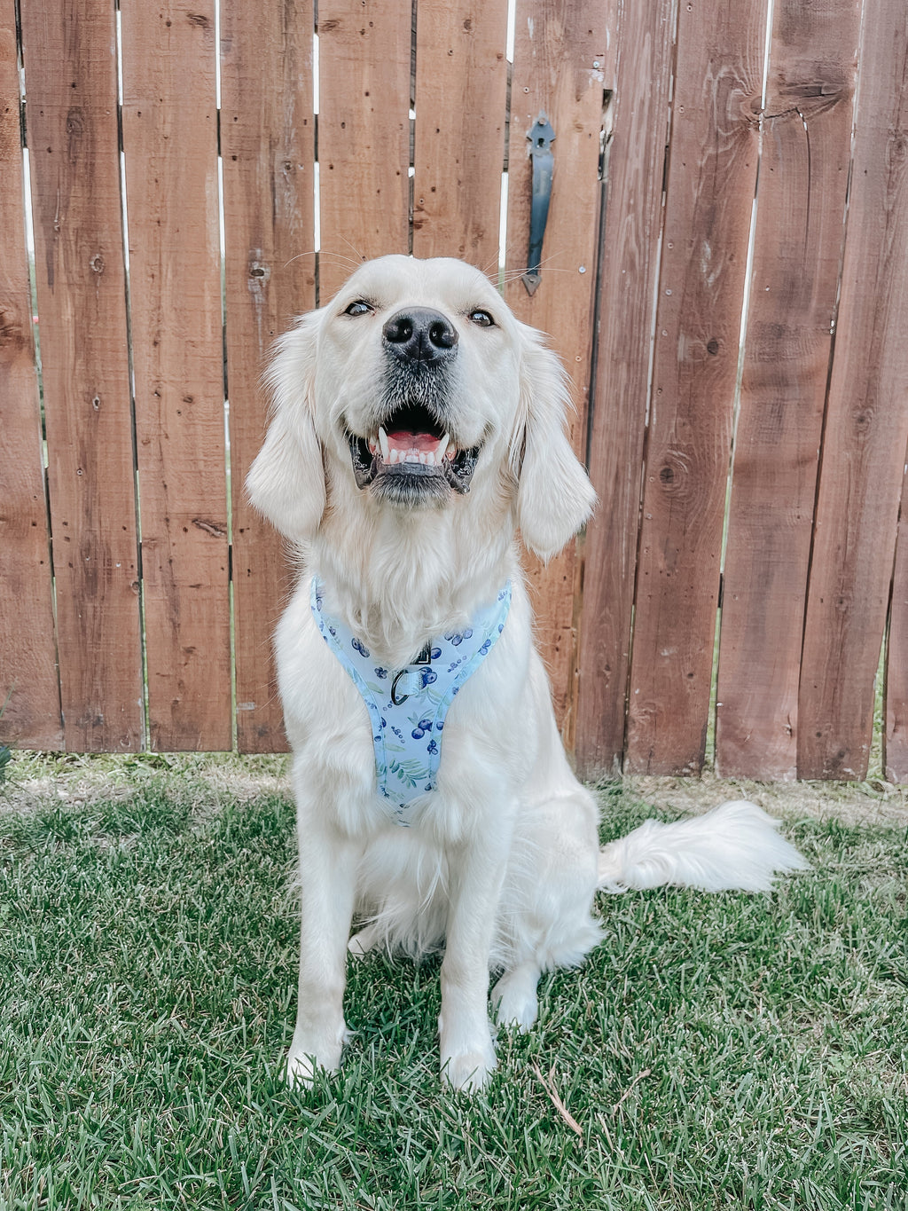 Dog Adjustable Harness - Berry Sassy
