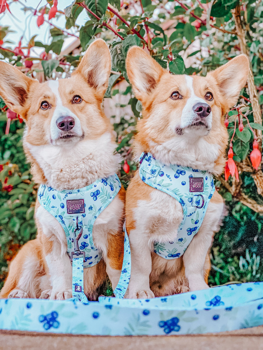 Dog Adjustable Harness - Berry Sassy