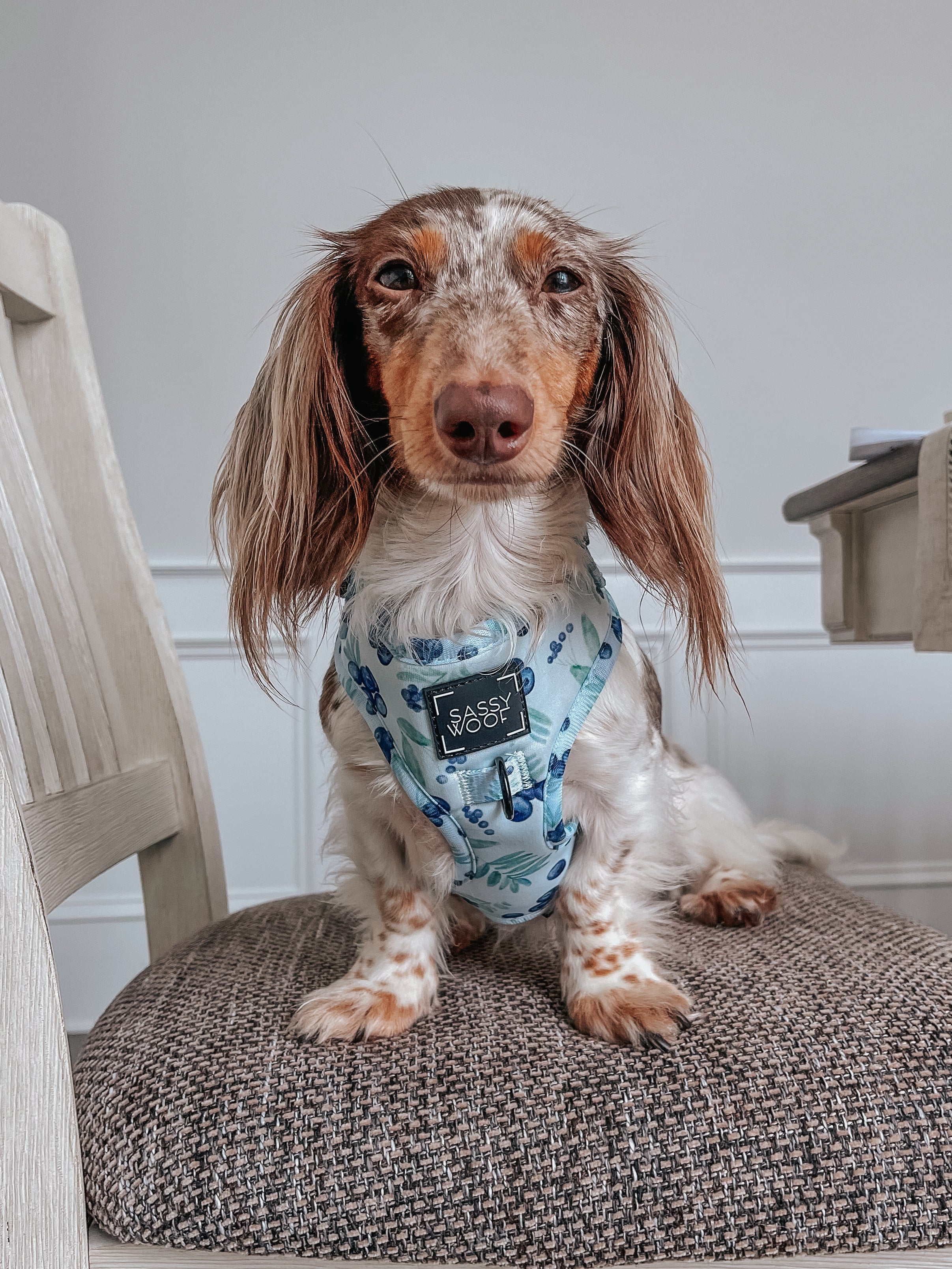 Dog Adjustable Harness - Berry Sassy