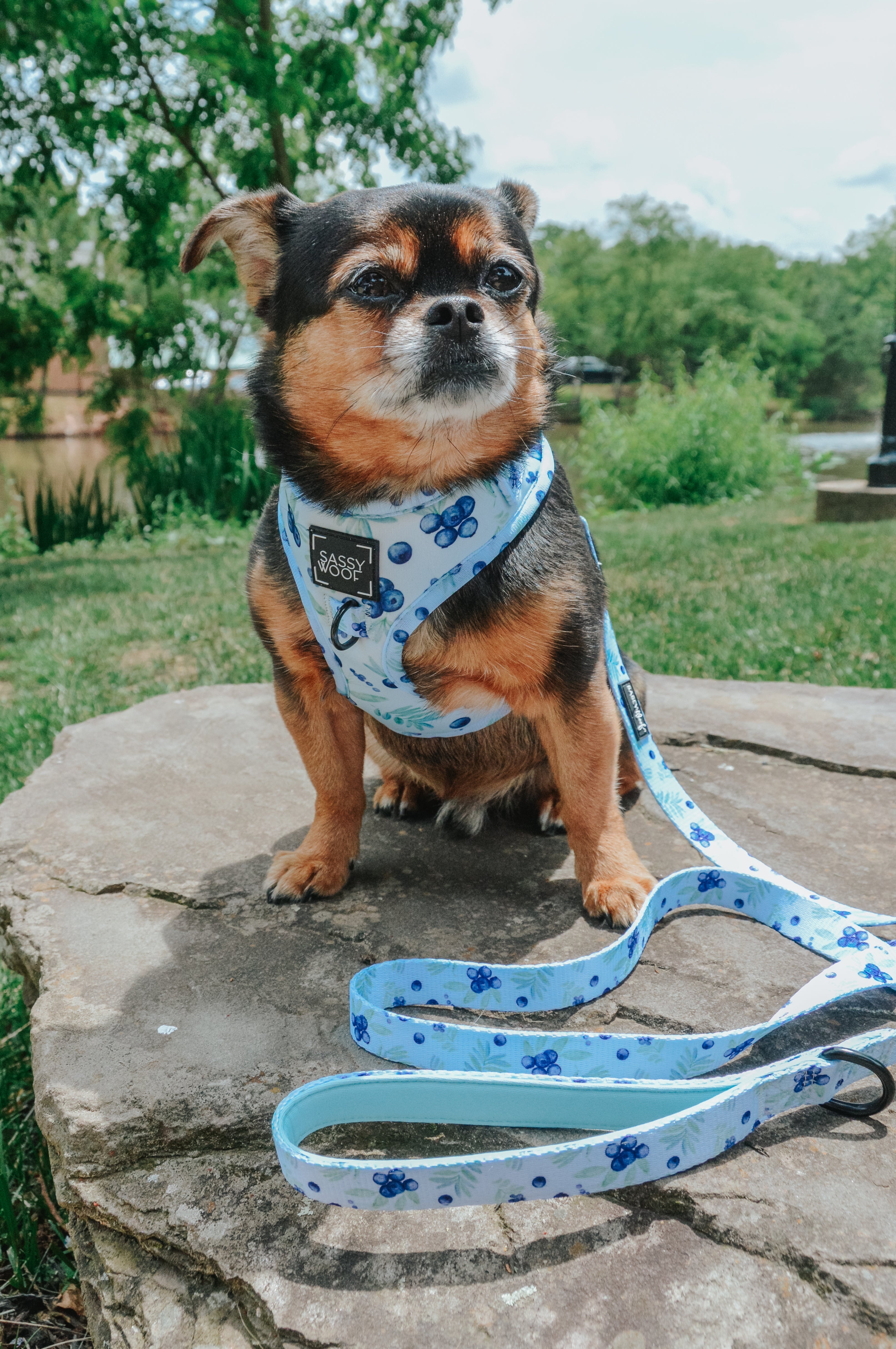 Dog Adjustable Harness - Berry Sassy