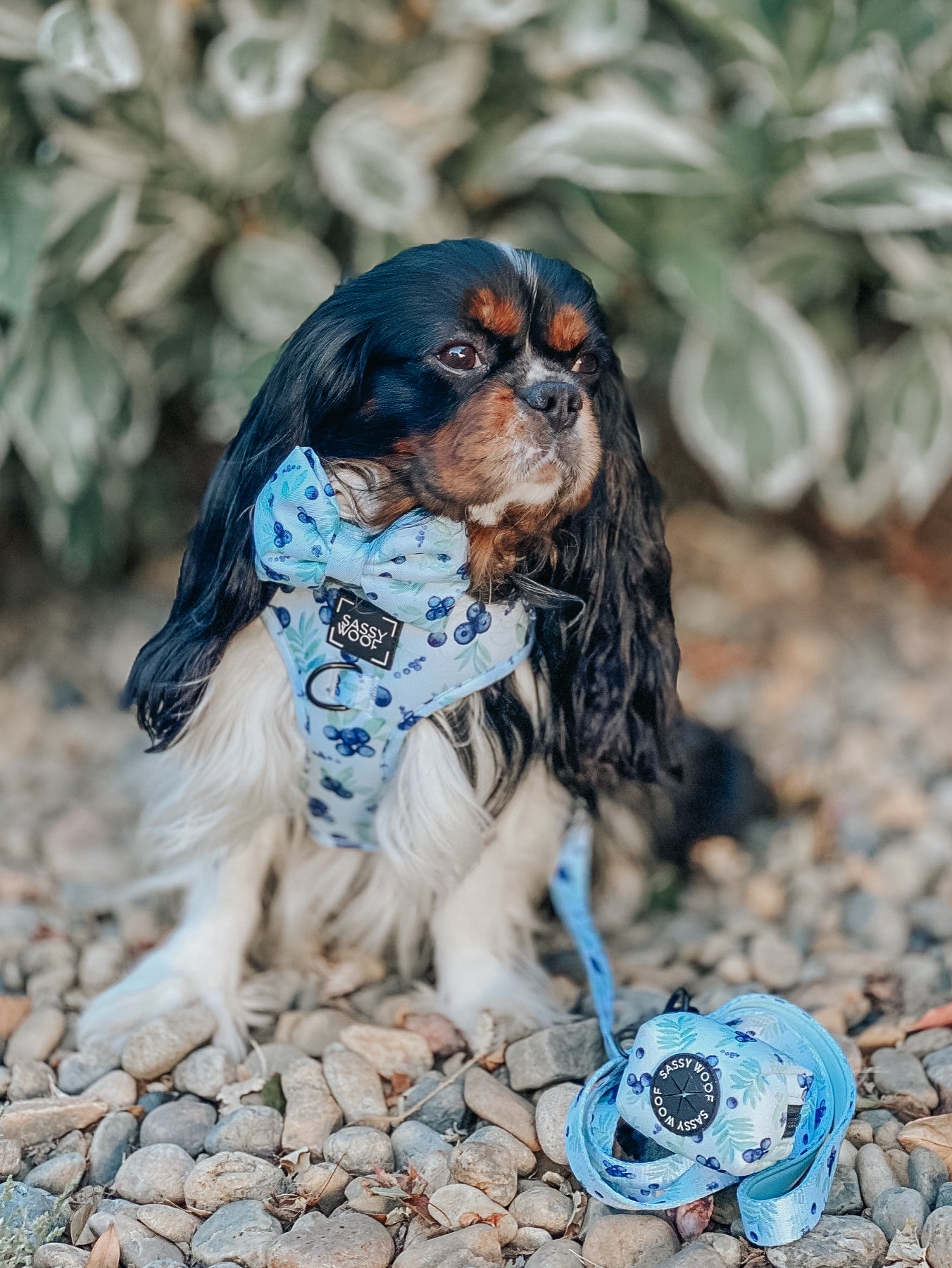 Dog Adjustable Harness - Berry Sassy