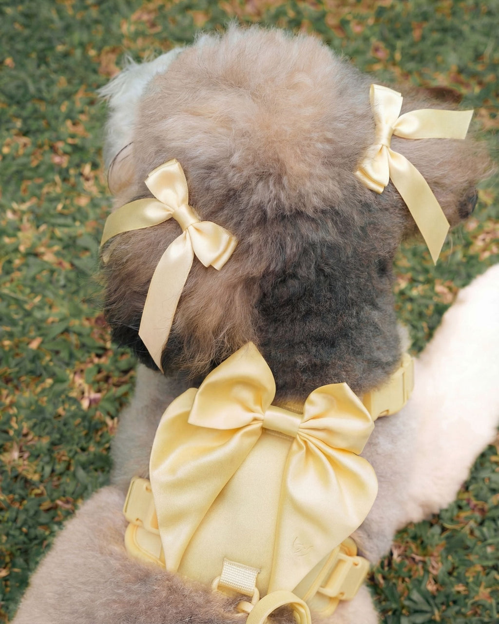 Wander! Bow Harness 2.0 - Buttercream
