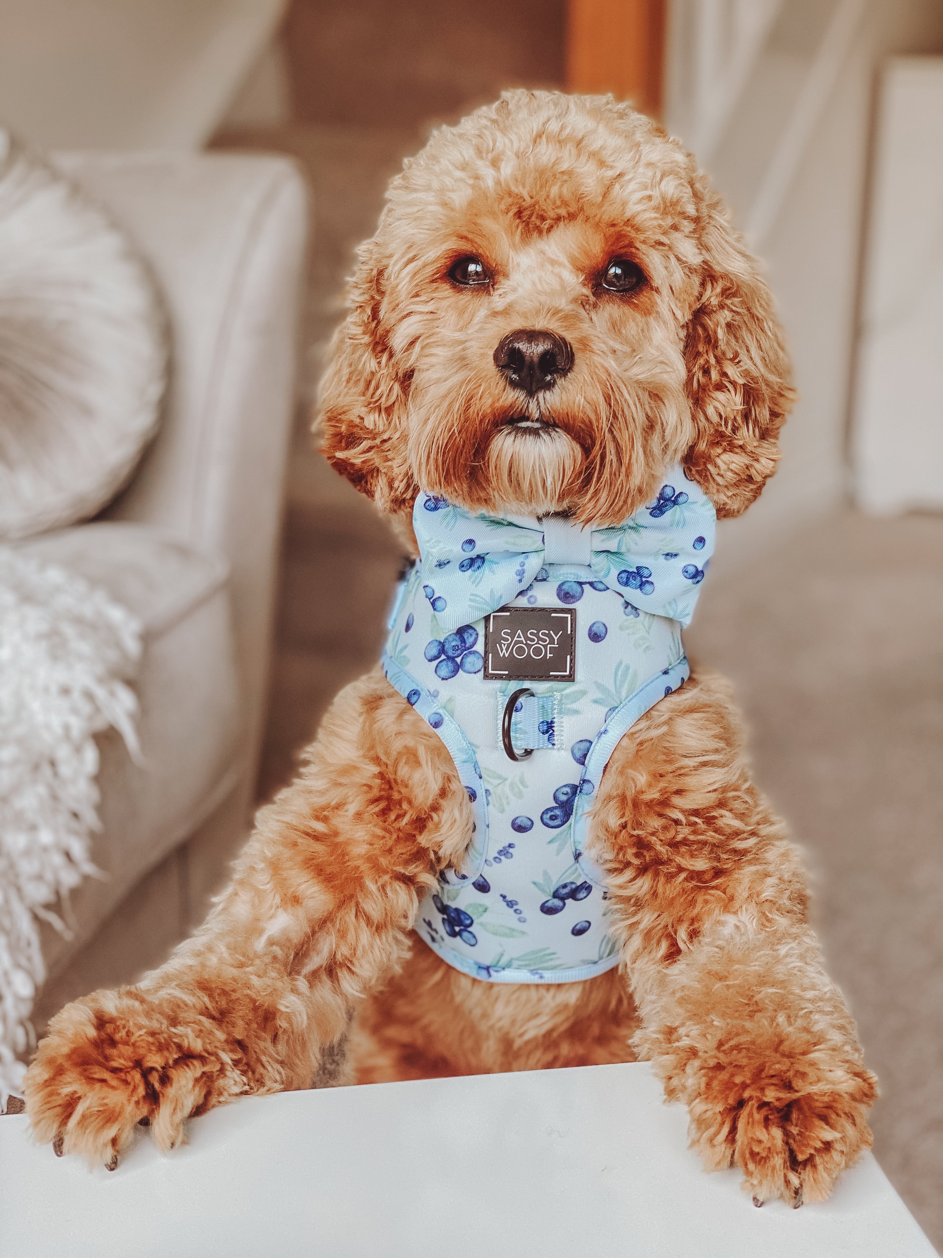 Dog Adjustable Harness - Berry Sassy