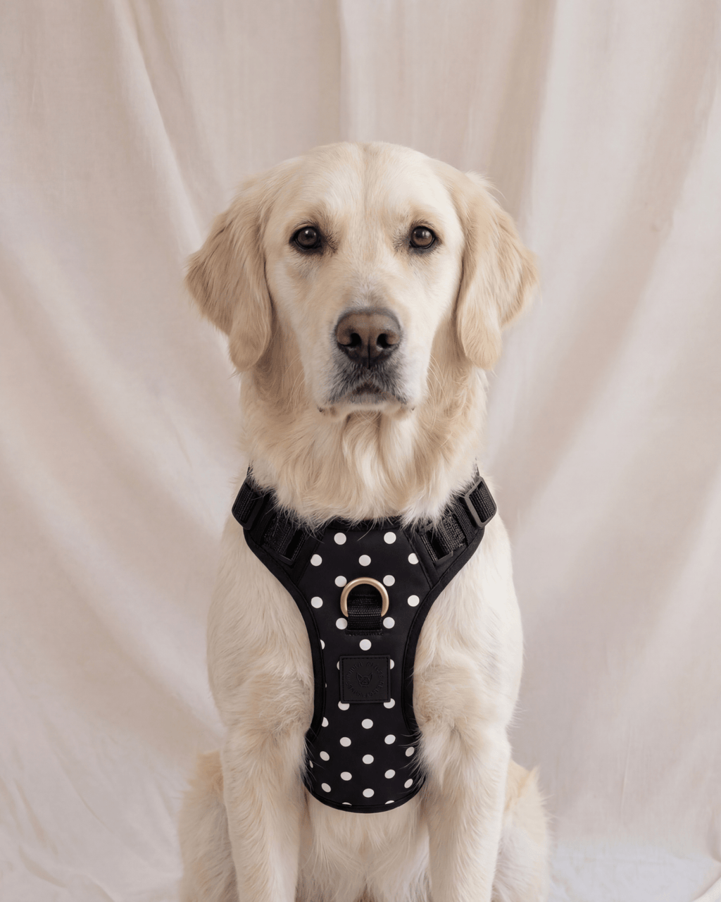 Wander! Bow Harness 2.0 - Midnight Polka Dot