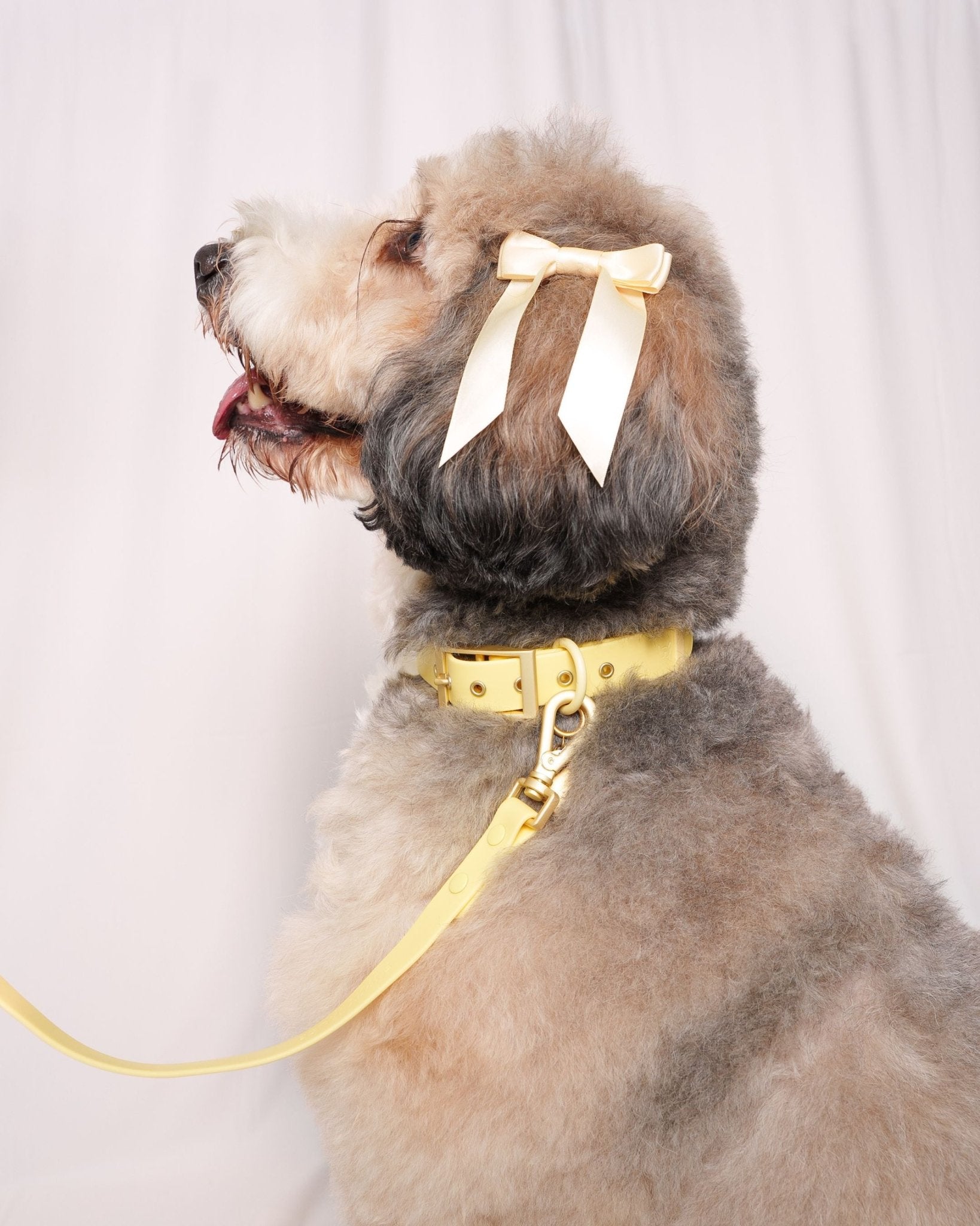 Wander! Collar 2.0 - Buttercream