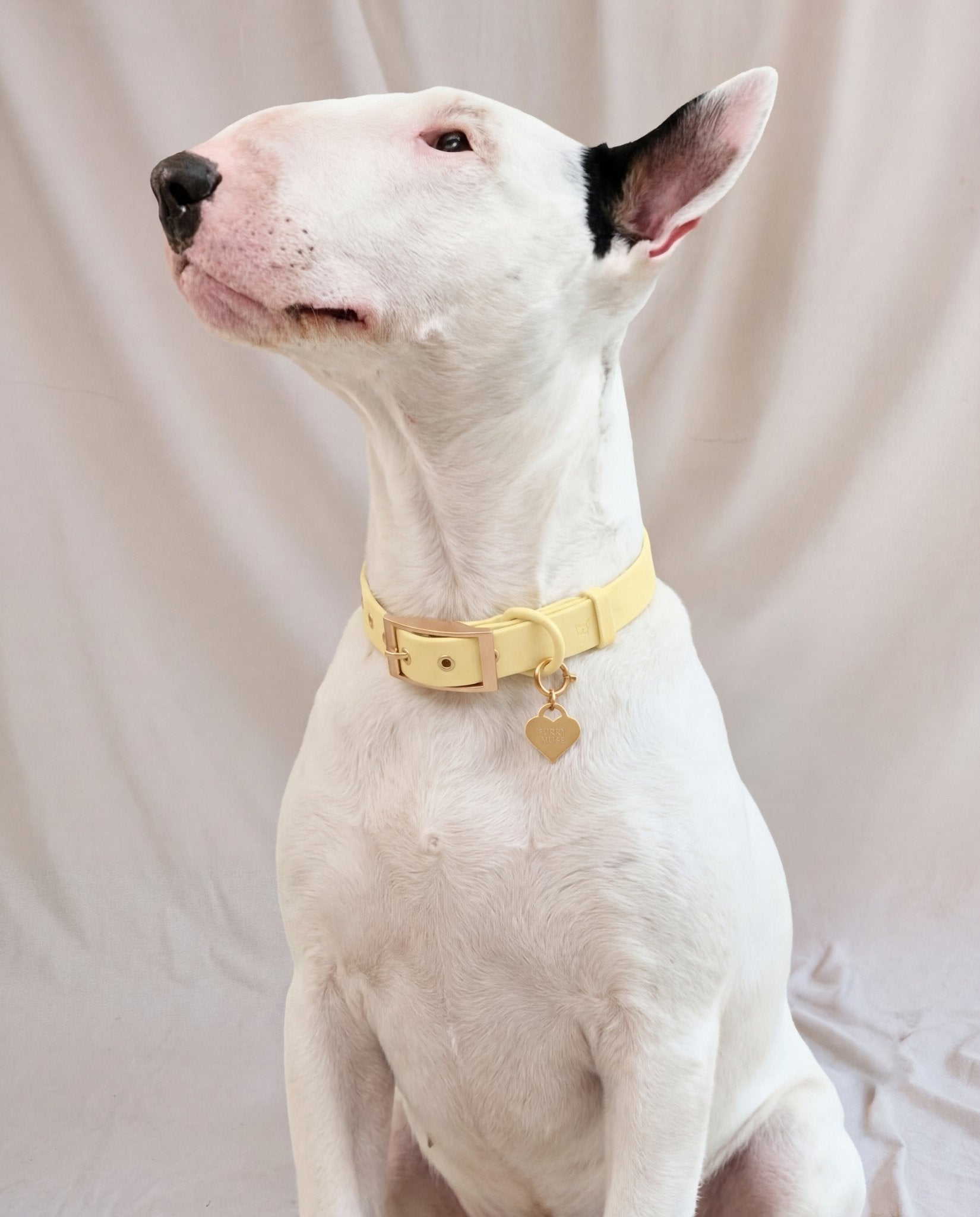 Wander! Collar 2.0 - Buttercream