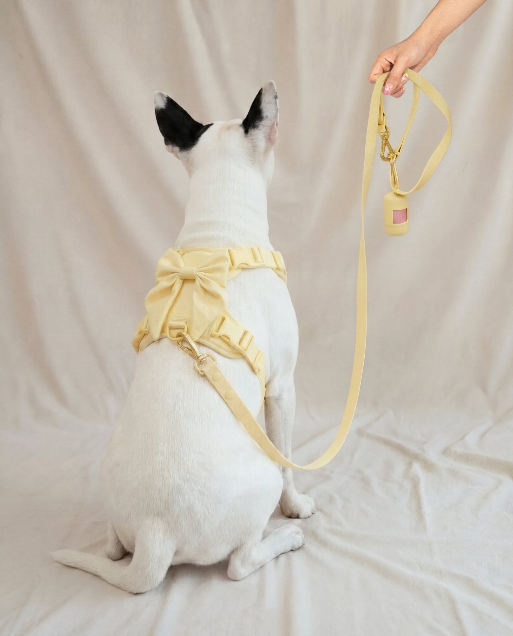 Wander! Bow Harness 2.0 - Buttercream