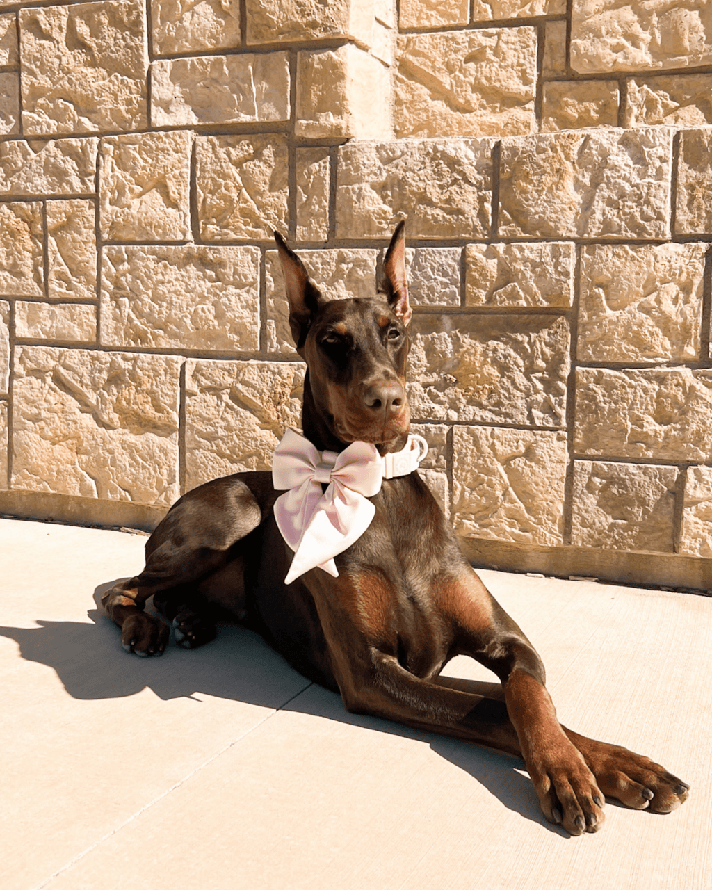 Wander! Waterproof Collar - Blossom